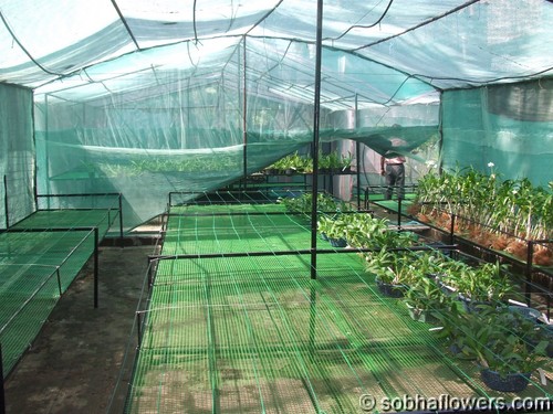 Green House